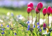 Результат моих интернет инвестиций в хайп проекты c 25.03-31.03.19. Портфель 4722$, убыток -254,13$ или -5,38%